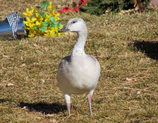 Snow Goose (juvenile)/Schneegans (juvenil)
