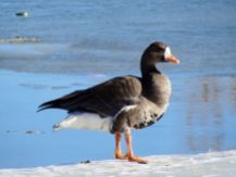 Greater White-fronted Goose/Blässgans