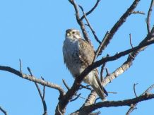 Prairie Falcon/Präriefalke