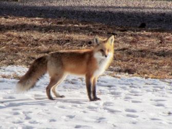 Red Fox/Rotfuchs