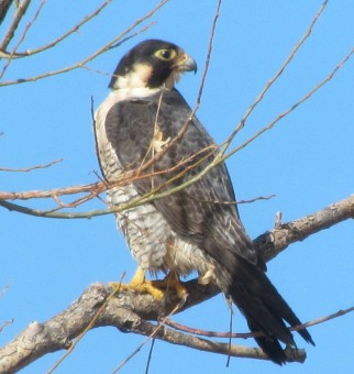 Peregrine Falcon/Wanderfalke