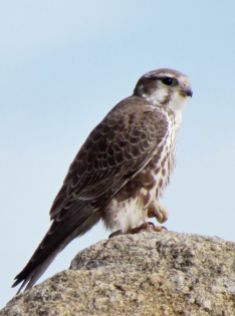 Prairie Falcon/Präriefalke