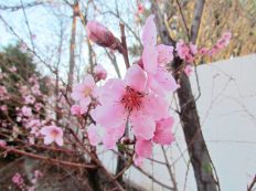 First spring blossoms/Frühlingsblüten