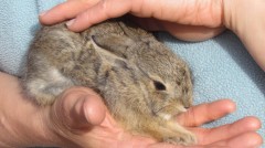 Cottontail bunny/Kaninchenjunges