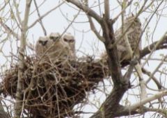Great Horned owlets/Junge Virginia-Eulen