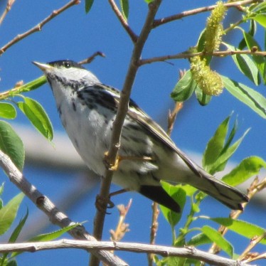 Blackpoll Warbler/Streifenwaldsänger