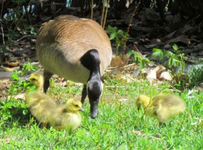Canada Goose goslings/Kanadagansküken