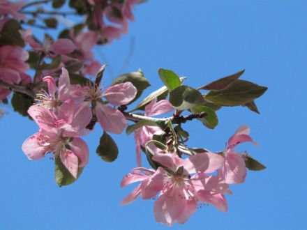 Crabapple tree in bloom/Holzapfelbaum in voller Blüte