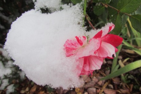 Snow-covered rose