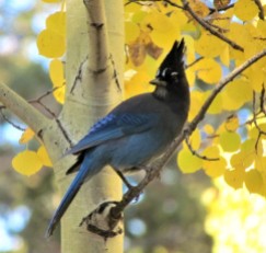 Steller's Jay/Diademhäher, posing in front of fall foliage