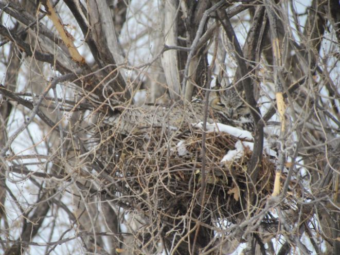 Well-camouflaged nesting Great-horned Owl/Gut getarnter nistender Virginia-Uhu