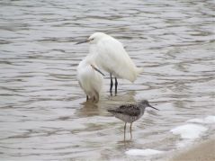 2 Snowy Egrets with 1 Greater Yellowlegs