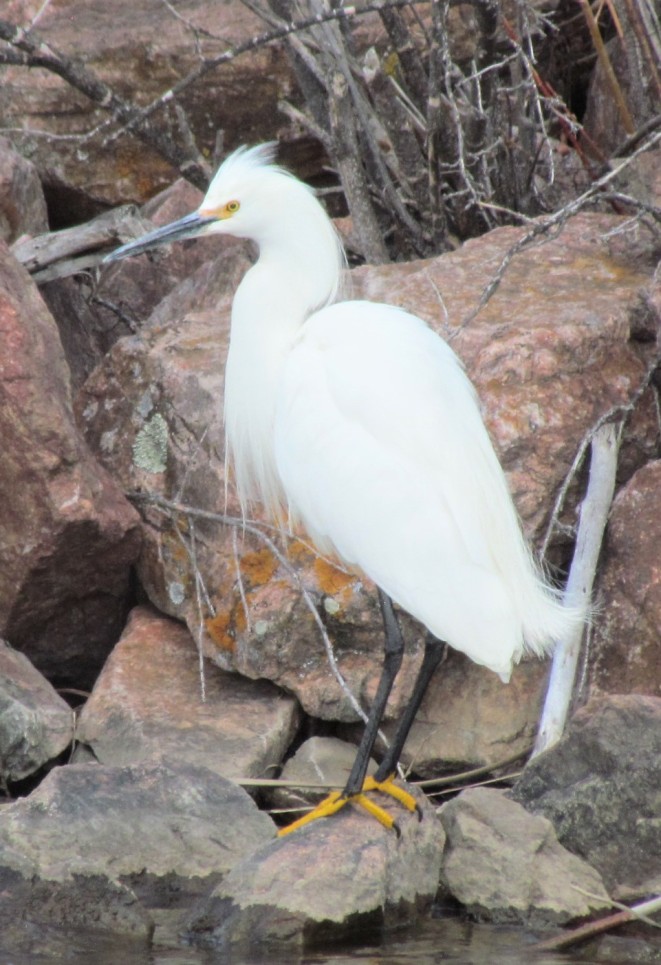 Snowy Egret with "golden slippers."