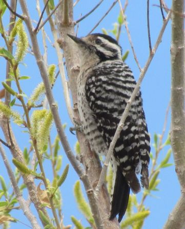 Ladder-backed Woodpecker/Texasspecht