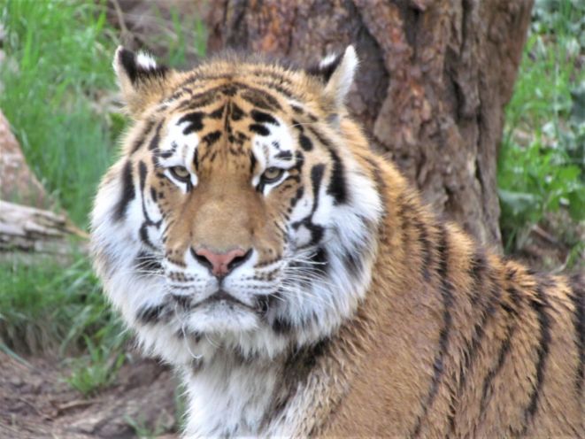 Amur tiger "Chewy"