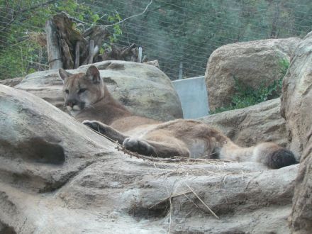 Relaxed mountain lion