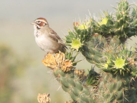 Lark Sparrow singing from a cholla