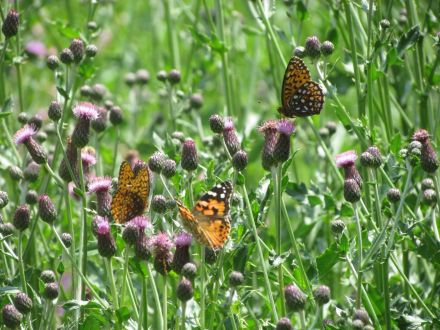 Painted Lady/Distelfalter and several fritillaries/Perlmutterfalter