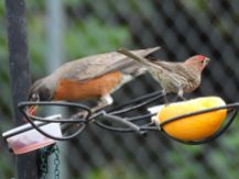 American Robin and House Finch/Wanderdrossel und Hausgimpel