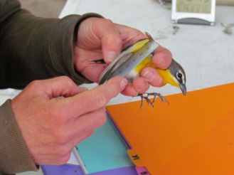A Yellow-breasted Chat's wing is measured