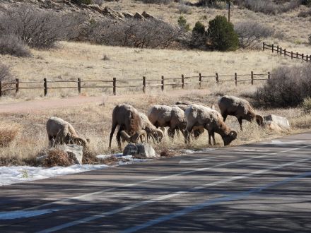 Bighorn Sheep next to the road