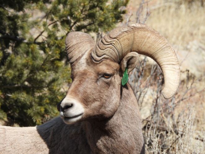 Close-up of the bellwether, showing the details of his impressive horns