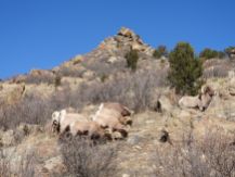 Bighorn Sheep on a slope next to the road