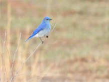 Early migrating Mountain Bluebird, always a sight for wintersore eyes